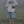 Load image into Gallery viewer, レタープリントコットンTシャツ【IR812】
