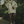 Load image into Gallery viewer, IRUMDROOM/Fishtail Windbreaker/armygreen/apricot/black