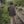 Load image into Gallery viewer, IRUMDROOM/Straight Casual Pants/armygreen/apricot