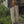 Load image into Gallery viewer, IRUMDROOM/Straight Casual Pants/armygreen/apricot