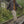 Load image into Gallery viewer, IRUMDROOM/Straight Casual Pants/armygreen/apricot
